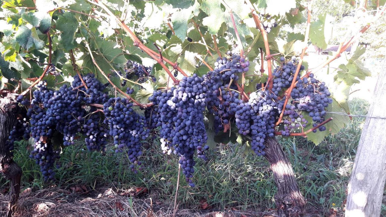 Le Clos D'Almide 모네스티에 외부 사진